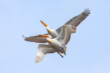 Two flying Dalmatian Pelican in the delta of Volga River (near Caspian Sea, Astrakhan, Russia). The Dalmatian pelican (Pelecanus Crispus) is the largest member of the pelican family.