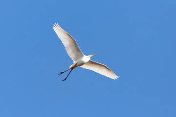 White great egret (Egretta alba) flying in blue sky in the delta of Volga River (near Caspian Sea, Astrakhan, Russia).