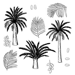 Fototapeta na wymiar Date palm. Vector illustration.
