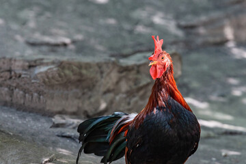 Close-up shot of rooster (male cock) in a farm