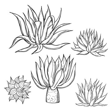 Agave. Vector Illustration.