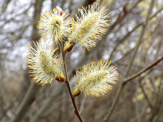 A warm spring day. Willow blooms with fluffy flowers.