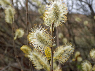 Obraz premium A warm spring day. Willow blooms with fluffy flowers.