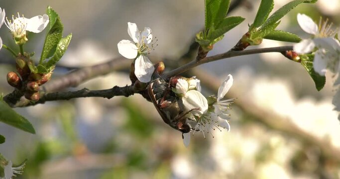Maybug on a branch of a flowering fruit tree