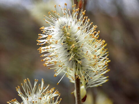 A warm spring day. Willow blooms with fluffy flowers.