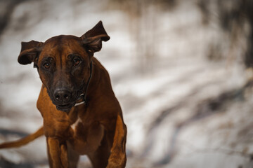 Beautiful dog rhodesian ridgeback hound outdoors on a forest background