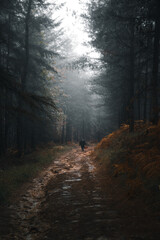 Fototapeta premium Moody Forest