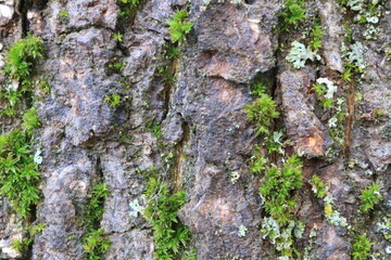 Tree bark. Wood moss. Abstract background. Macro.