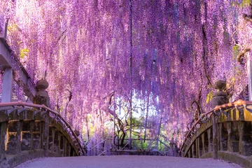 wisteria blooming over bridge, japan © Taisuke Mizuguchi