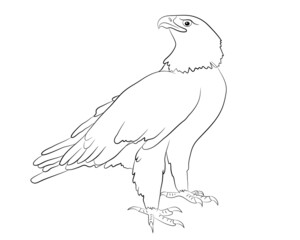 Cartoon  wild eagle isolated on a white background. Vector illustration.