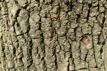 Tree bark. Wood moss. Abstract background. Macro.