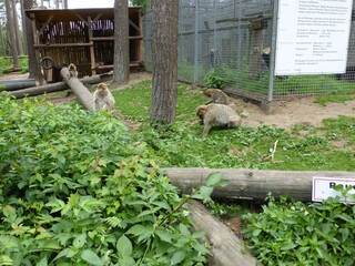  2014 - 06 - Mueritz - 15 - Malchow - Affenwald 20 