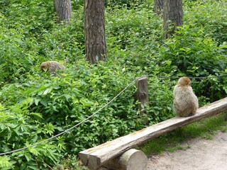  2014 - 06 - Mueritz - 15 - Malchow - Affenwald 19 
