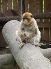  2014 - 06 - Mueritz - 15 - Malchow - Affenwald 21 