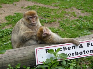  2014 - 06 - Mueritz - 15 - Malchow - Affenwald 23 