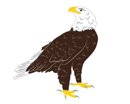 Cartoon  wild eagle isolated on a white background. Vector illustration.