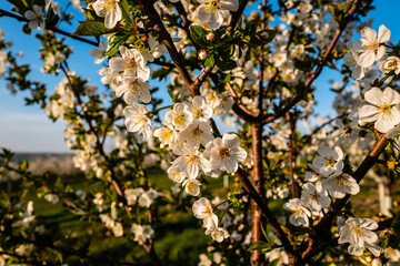 cherry tree blooming