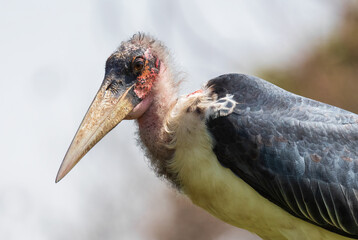 Marabou Stork - Leptoptilos crumeniferus, large stork from African woodlands, bushes and lake...
