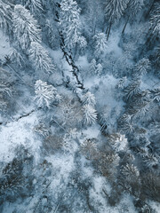 Snowy forest with a river in Auvergne