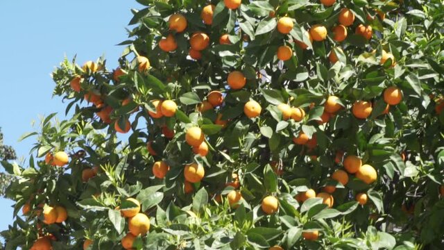 Orange tree on a sunny spring day in Spain.