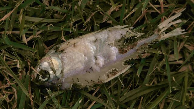 Timelapse of ants eating dead fish
