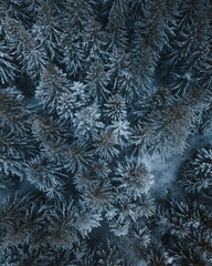 Winter fir trees /  Sapins d'hiver