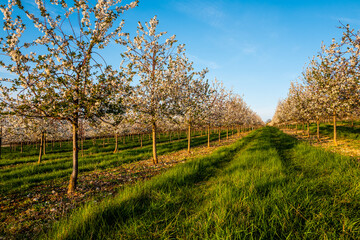 Obraz premium blossom in spring