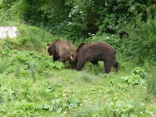  2014 - 06 - Mueritz - 18 - Stuer - Baerenwald 30 