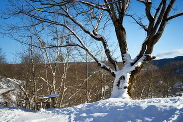 Snowy road in a mountain forest.