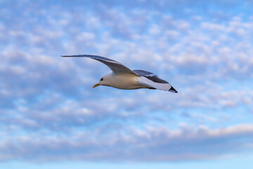 Fototapeta na wymiar A seagull bird - European herring gull (Larus argentatus) flying with a cloudy sky and copy space in the background