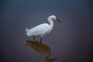 Uma garça branca em pé dentro da água de um lago e seu reflexo na superfície.