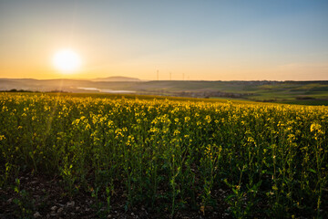 field of rapeseed at sunset