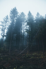 Obraz premium Harry Potter vibes in a forest