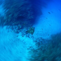 Artistic underwater photo of a Bullray