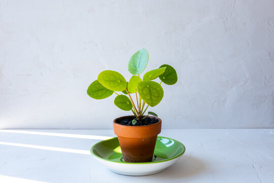 plant in a pot
 Cute pilea or chinese money plant in a small terracotta pot n front of white wall.