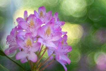 Fototapeta na wymiar Rosa Blüte eines Rhododendronstrauches mit Seifenblasenbokeh im Hintergrund