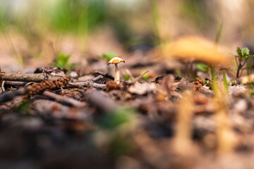 Ukraine, Kyiv - 21 April 2021: Old Dry Mashroom in the foresr