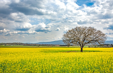Primavera in giallo