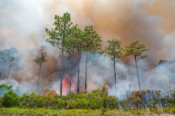Fototapeta na wymiar A prescribed burn in Rock Springs Run State Reserve in Florida.