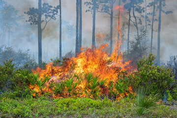 A prescribed burn in Rock Springs Run State Reserve in Florida.