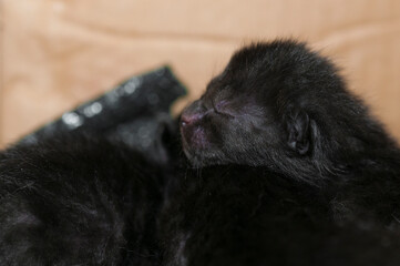 Black newborn kitten with closed eyes sleep on another kitten