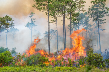 A prescribed burn in Rock Springs Run State Reserve in Florida.