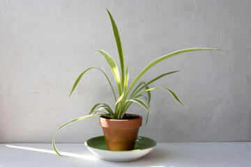 Small spider plant in a small terracotta on a green dish in front of white wall.