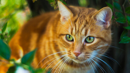 Petit chat roux jouant dans l'herbe, pendant le coucher du soleil, dans un paysage automnal