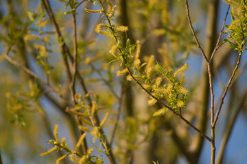 some branches with salix repens flower with blue sky background