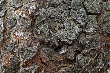 Natural wooden background. The surface of the trunk of an old linden tree is close-up.