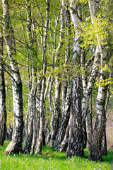  Groupe de Bouleau, arbre au printemps