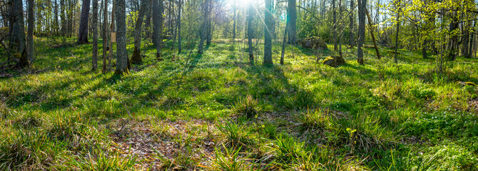 Obraz premium Springtime is the moment for wild wood anemones (windflower, thimbleweed, smell fox). Turku, Finland.