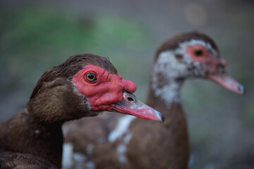 Male and female ducks. Zoology wild nature life.