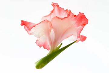 Blüte einer Gladiole